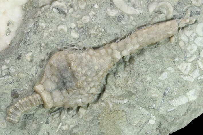 Fossil Crinoid (Macrocrinus) - Crawfordsville, Indiana #132805